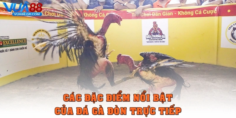 Các đặc điểm nổi bật của Đá gà đòn trực tiếp