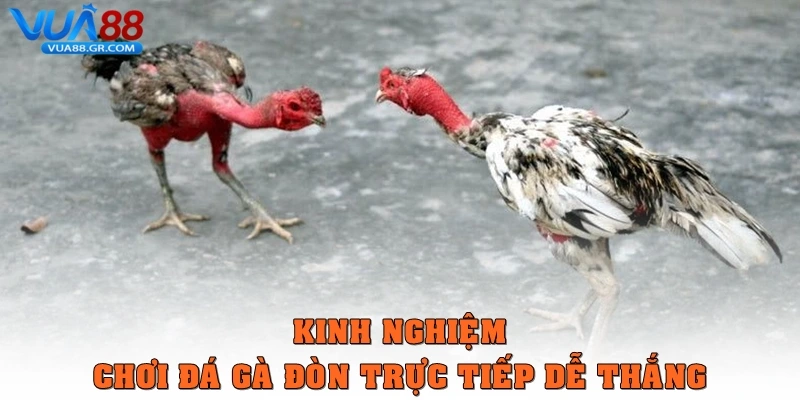 Kinh nghiệm chơi Đá gà đòn trực tiếp dễ thắng