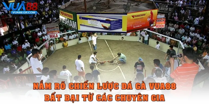 Nắm rõ chiến lược đá gà Vua88 bất bại từ các chuyên gia